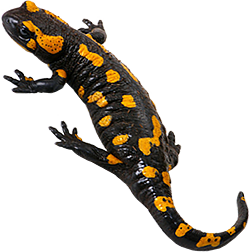Fire Salamander